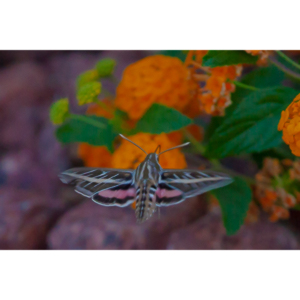 The Sphinx Moth is also known as the hummingbird or hawk moth.  It's wings move at the same speeds as a hummingbird and they dart about the same way.  This is my lone encounter with these cool creatures.