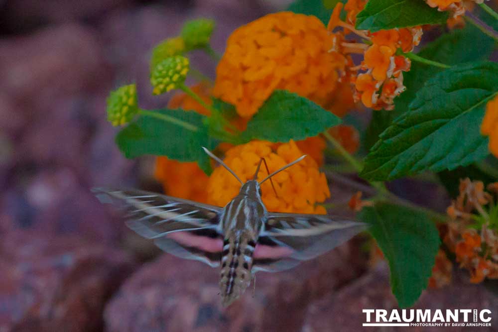 The Sphinx Moth is also known as the hummingbird or hawk moth.  It's wings move at the same speeds as a hummingbird and they dart about the same way.  This is my lone encounter with these cool creatures.