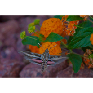 The Sphinx Moth is also known as the hummingbird or hawk moth.  It's wings move at the same speeds as a hummingbird and they dart about the same way.  This is my lone encounter with these cool creatures.