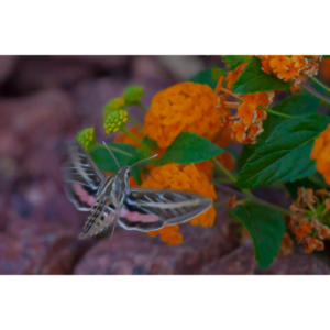 The Sphinx Moth is also known as the hummingbird or hawk moth.  It's wings move at the same speeds as a hummingbird and they dart about the same way.  This is my lone encounter with these cool creatures.