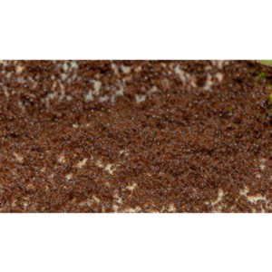 Photographed a massive ant battle going on in front of my garage door.