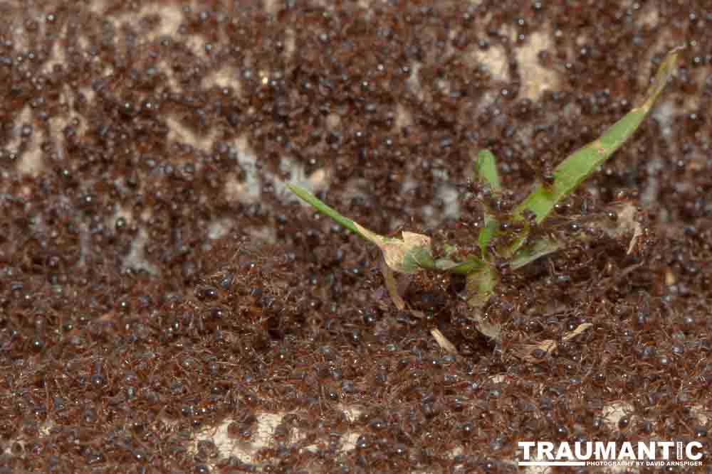 Photographed a massive ant battle going on in front of my garage door.