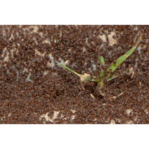 Photographed a massive ant battle going on in front of my garage door.