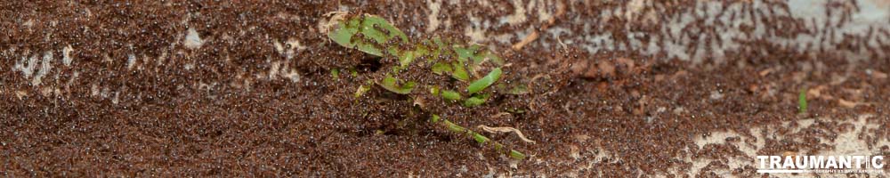 Photographed a massive ant battle going on in front of my garage door.