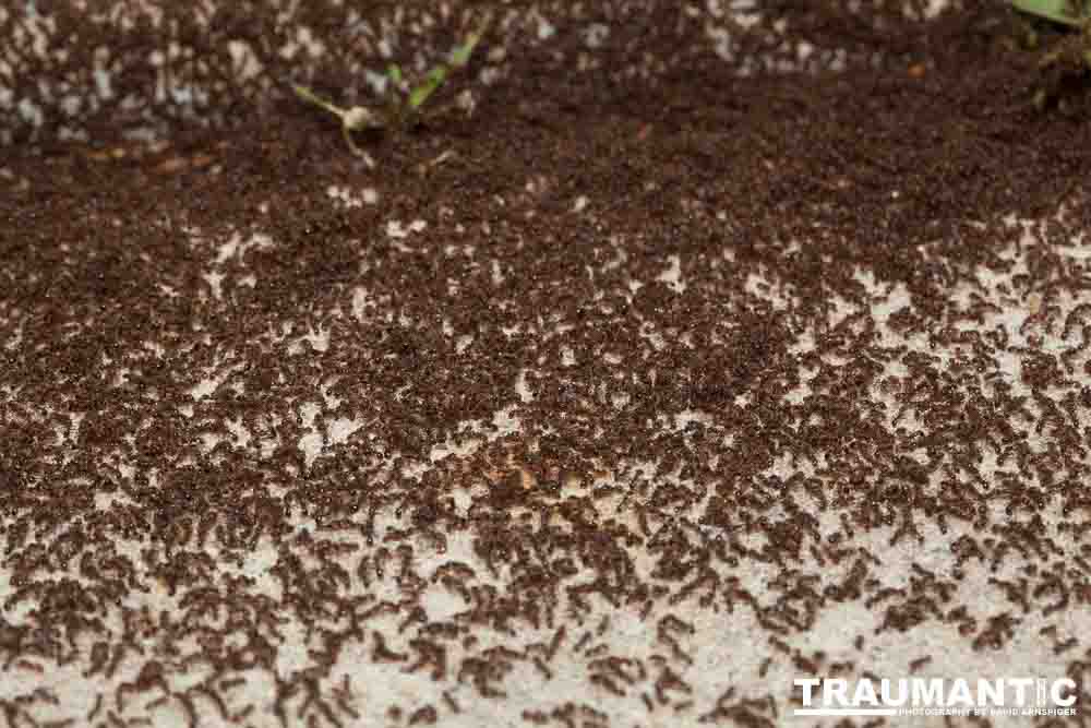 Photographed a massive ant battle going on in front of my garage door.