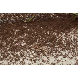 Photographed a massive ant battle going on in front of my garage door.