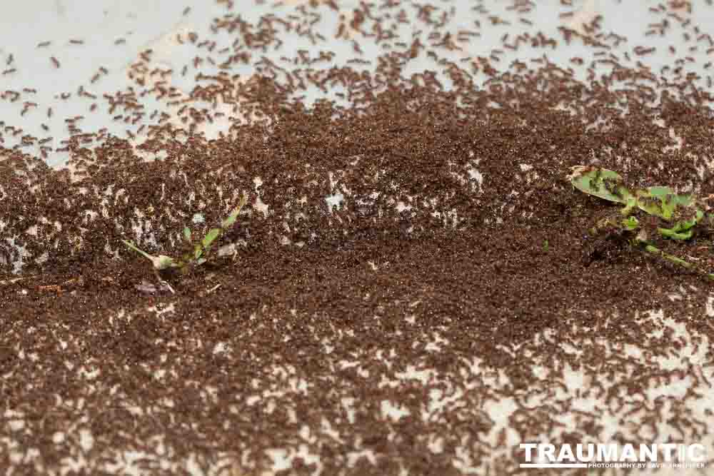 Photographed a massive ant battle going on in front of my garage door.