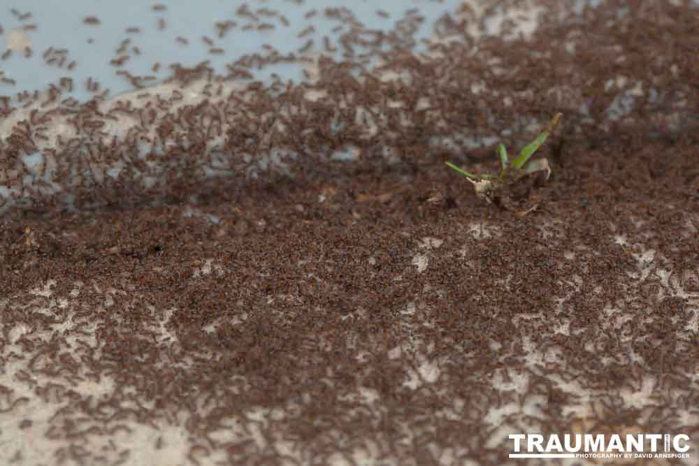 Photographed a massive ant battle going on in front of my garage door.