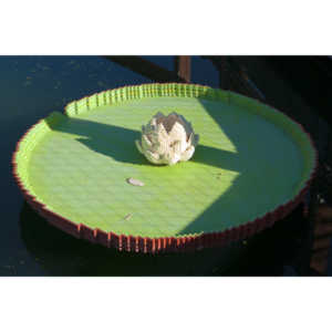 My family made a trip to the Denver Zoo.  I had a secondary motive, shooting some pics of the LEGO exhibit.  They had some very cool displays and I thought I would share some of the shots here.