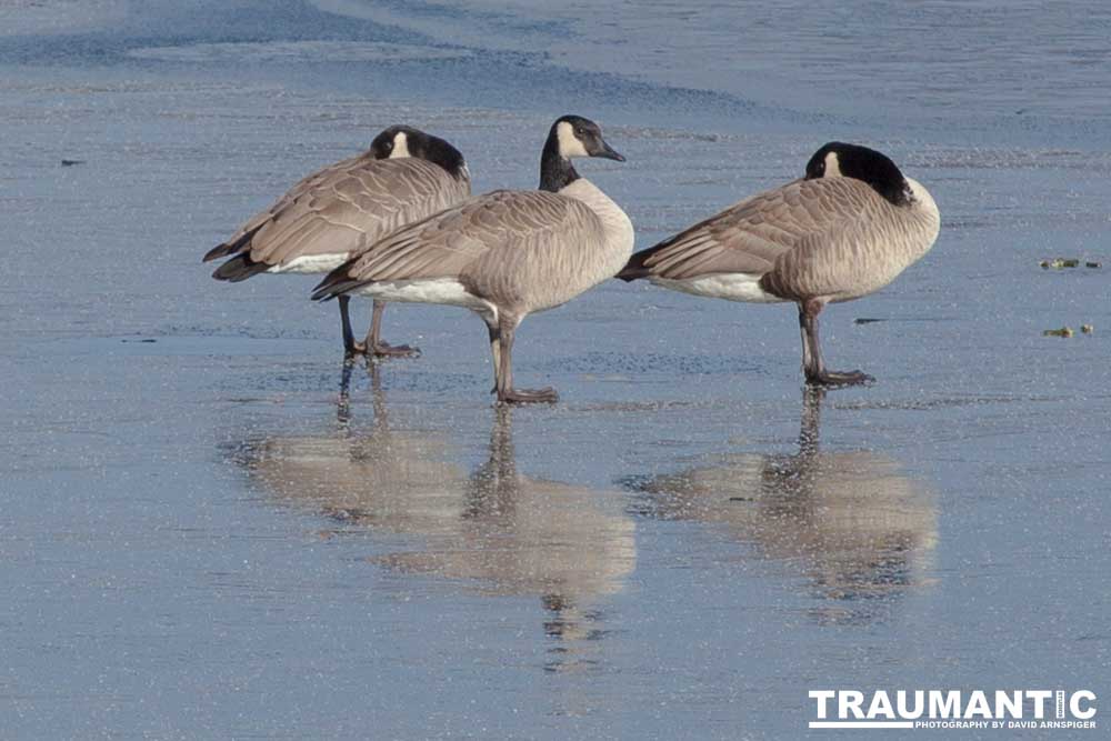 This just looked kind of cool, Geese standing on ice.