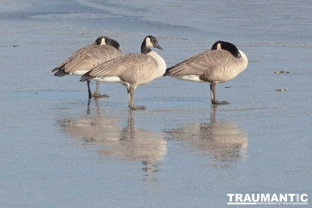 This just looked kind of cool, Geese standing on ice.