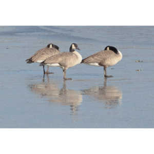 This just looked kind of cool, Geese standing on ice.
