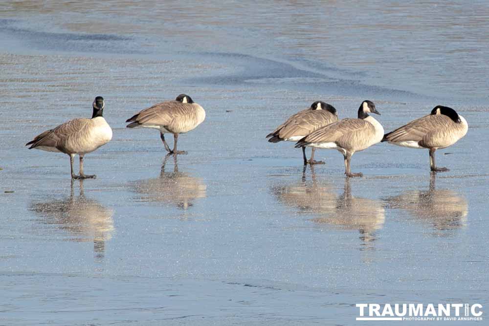 This just looked kind of cool, Geese standing on ice.