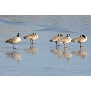 This just looked kind of cool, Geese standing on ice.