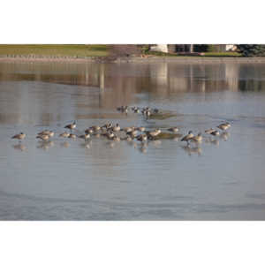 This just looked kind of cool, Geese standing on ice.