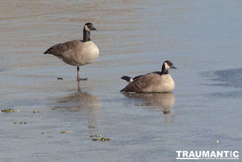 This just looked kind of cool, Geese standing on ice.