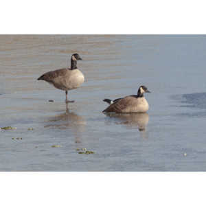 This just looked kind of cool, Geese standing on ice.
