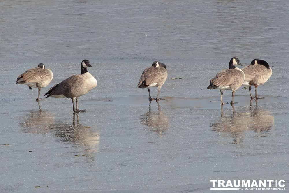 This just looked kind of cool, Geese standing on ice.