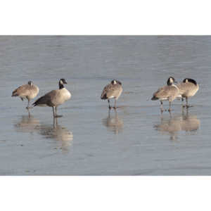 This just looked kind of cool, Geese standing on ice.