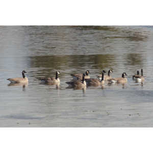 This just looked kind of cool, Geese standing on ice.