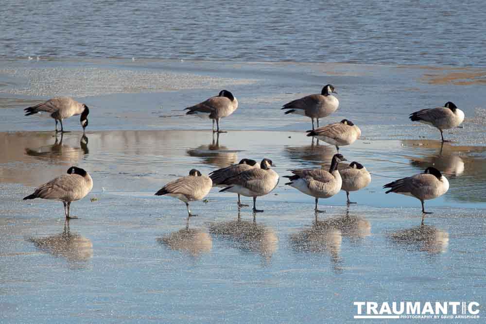 This just looked kind of cool, Geese standing on ice.