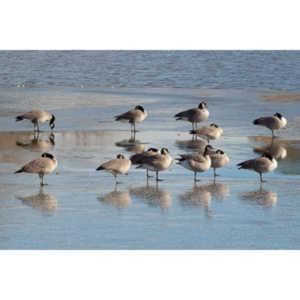 This just looked kind of cool, Geese standing on ice.