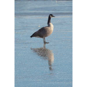This just looked kind of cool, Geese standing on ice.