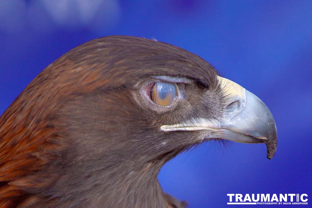 Bath Garden Center hosted Rocky Mountain Raptors.