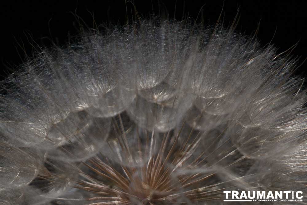 I hate dandelions in my yard, but I do see the beauty of the plants too.