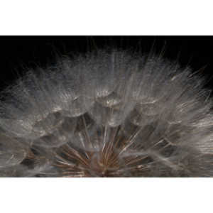 I hate dandelions in my yard, but I do see the beauty of the plants too.