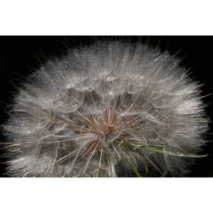 I hate dandelions in my yard, but I do see the beauty of the plants too.