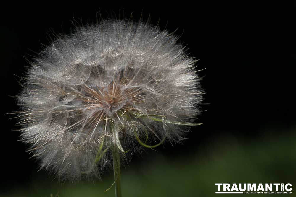 I hate dandelions in my yard, but I do see the beauty of the plants too.