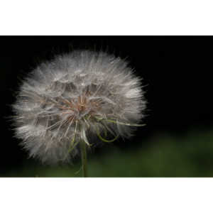 I hate dandelions in my yard, but I do see the beauty of the plants too.