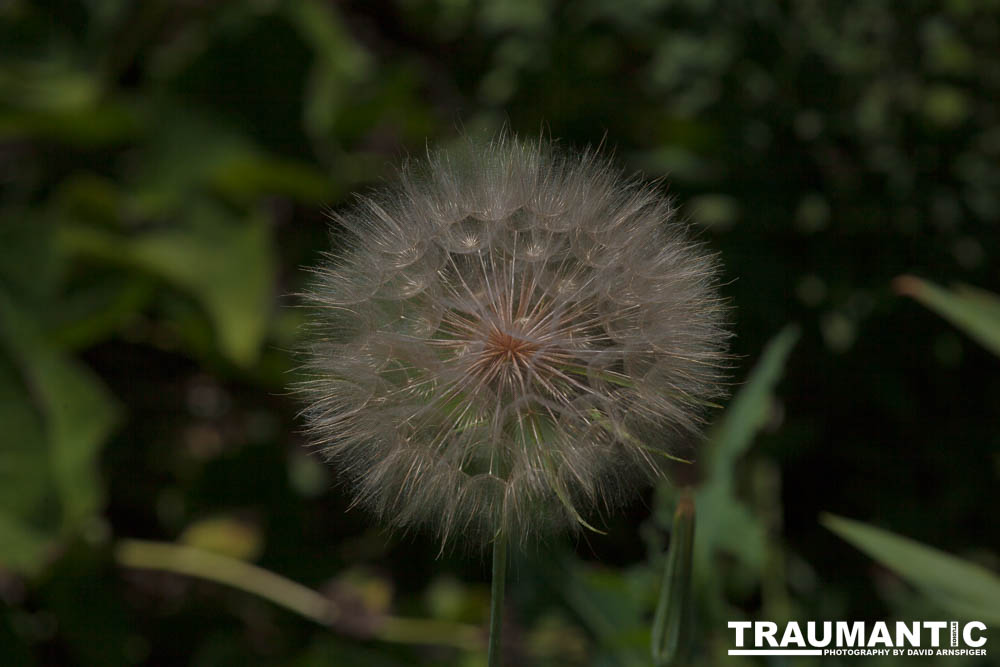 I hate dandelions in my yard, but I do see the beauty of the plants too.