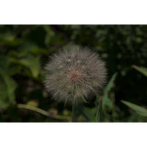 I hate dandelions in my yard, but I do see the beauty of the plants too.