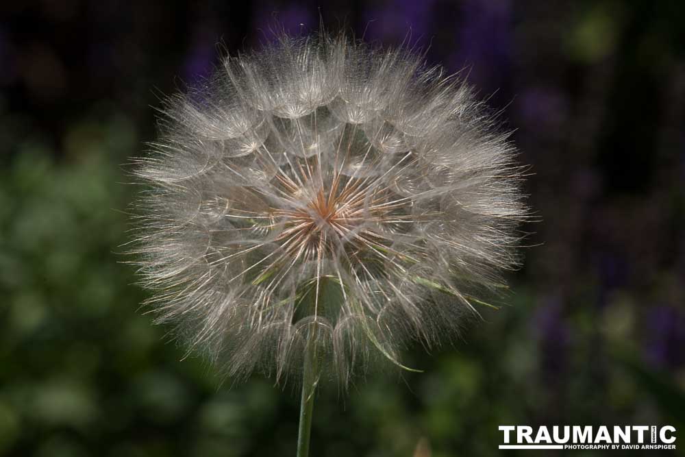 I hate dandelions in my yard, but I do see the beauty of the plants too.