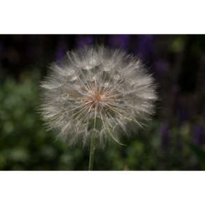I hate dandelions in my yard, but I do see the beauty of the plants too.