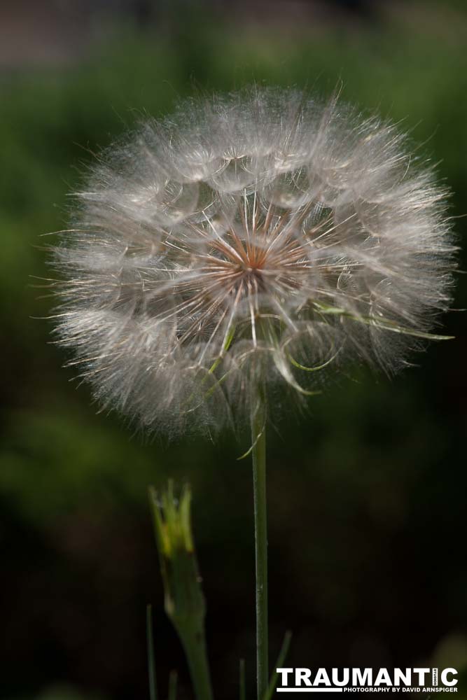 I hate dandelions in my yard, but I do see the beauty of the plants too.