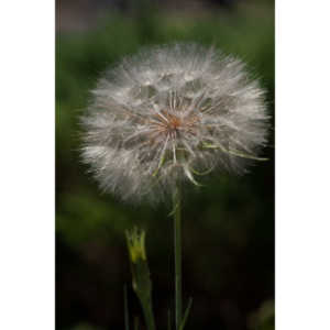 I hate dandelions in my yard, but I do see the beauty of the plants too.