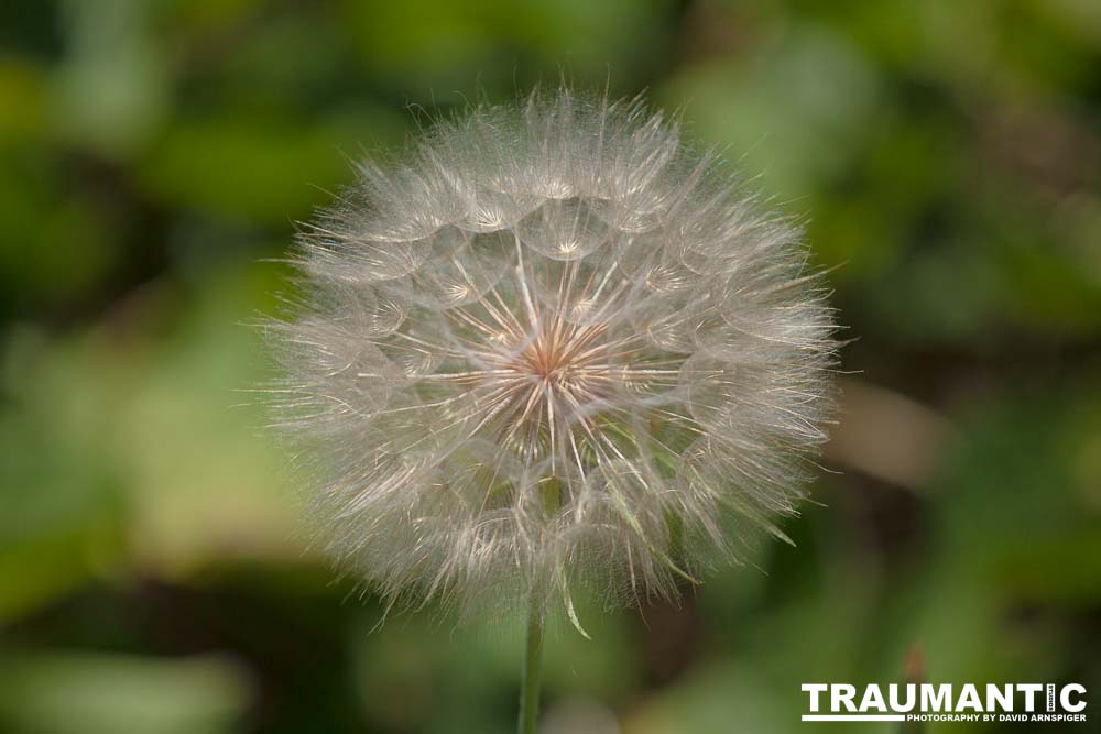 I hate dandelions in my yard, but I do see the beauty of the plants too.