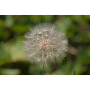 I hate dandelions in my yard, but I do see the beauty of the plants too.