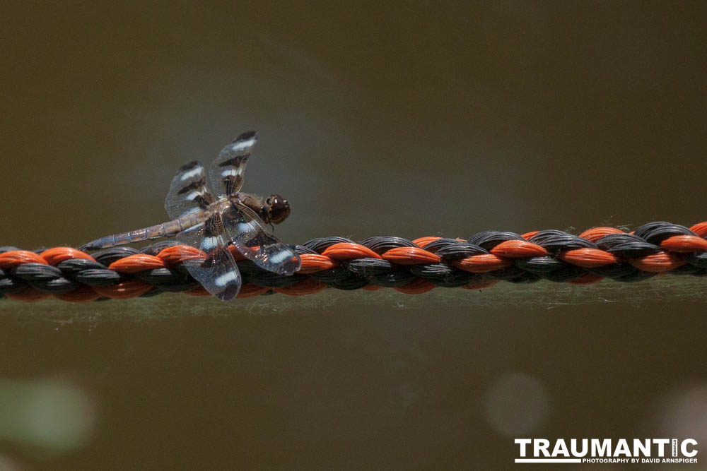 I found a great pond full of lily pads, frogs and dragonflies.