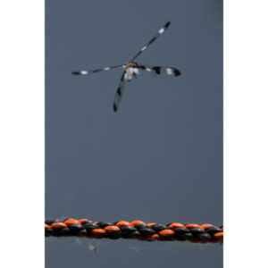 I found a great pond full of lily pads, frogs and dragonflies.