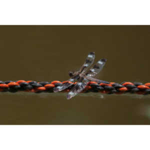 I found a great pond full of lily pads, frogs and dragonflies.