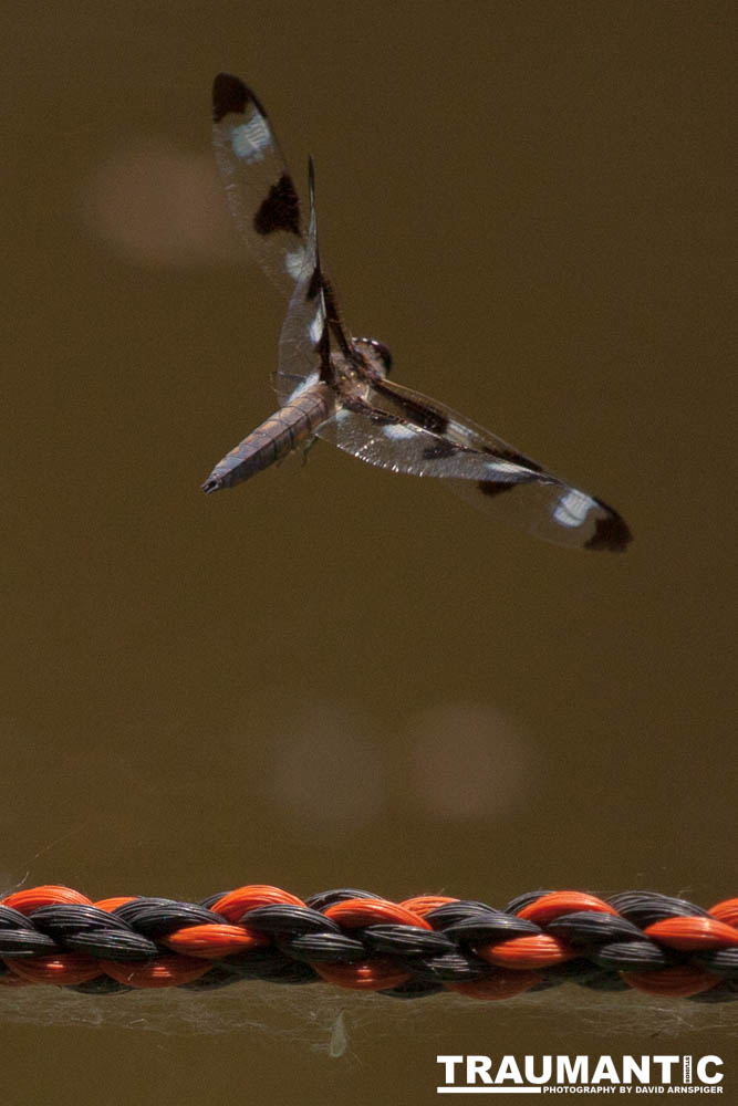 I found a great pond full of lily pads, frogs and dragonflies.