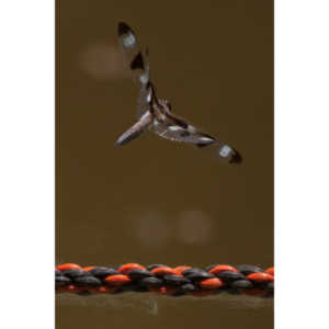 I found a great pond full of lily pads, frogs and dragonflies.