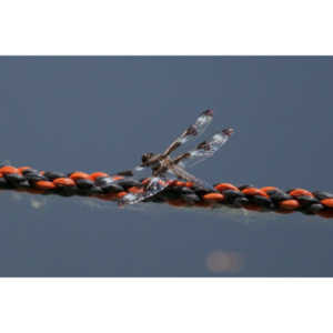 I found a great pond full of lily pads, frogs and dragonflies.