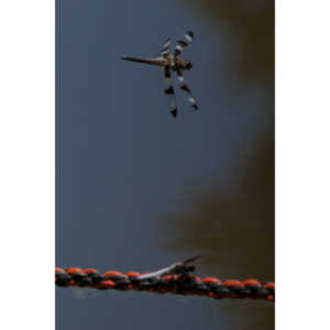 I found a great pond full of lily pads, frogs and dragonflies.