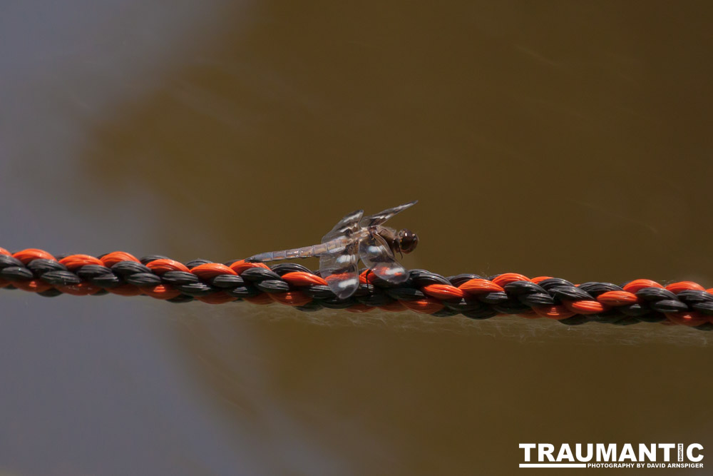 I found a great pond full of lily pads, frogs and dragonflies.