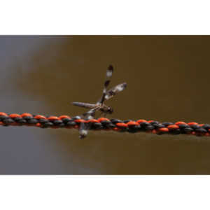 I found a great pond full of lily pads, frogs and dragonflies.